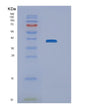 SDS-PAGE analysis of Human NEIL2 (Endonuclease 8-Like 2) - Recombinant Protein, showing >90% purity under 15% SDS-PAGE (Reduced)