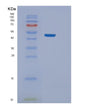SDS-PAGE analysis of Human NELFE (Negative Elongation Factor E) - Recombinant Protein, showing >95% purity under 15% SDS-PAGE (Reduced)