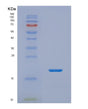 SDS-PAGE analysis of Human NHP2 (H/Aca Ribonucleoprotein Complex Subunit 2) - Recombinant Protein, showing >85% purity under 15% SDS-PAGE (Reduced)