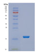 SDS-PAGE analysis of Human NHP2L1 - Recombinant Protein, showing >95% purity under 15% SDS-PAGE (Reduced)