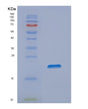 SDS-PAGE analysis of Human NIP7 (60S Ribosome Subunit Biogenesis Protein Nip7 Homolog) - Recombinant Protein, showing >90% purity under 15% SDS-PAGE (Reduced)