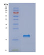 SDS-PAGE analysis of Human NME1 (Nucleoside Diphosphate Kinase A) - Recombinant Protein, showing >95% purity under 15% SDS-PAGE (Reduced)