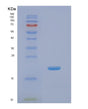 SDS-PAGE analysis of Human NME3 (Nucleoside Diphosphate Kinase 3) - Recombinant Protein, showing >85% purity under 15% SDS-PAGE (Reduced)