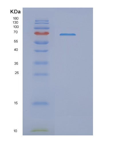 SDS-PAGE analysis of Human NFE2L2 (Nuclear Factor Erythroid 2-Related Factor 2) - Recombinant Protein, showing >95% purity under 15% SDS-PAGE (Reduced)