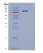 SDS-PAGE analysis of Mouse Nrp1 (Neuropilin-1) - Recombinant Protein, showing >90% purity under 15% SDS-PAGE (Reduced)