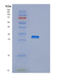 SDS-PAGE analysis of Human OTUB2 (Ubiquitin Thioesterase Otub2) - Recombinant Protein, showing >85% purity under 15% SDS-PAGE (Reduced)