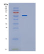 SDS-PAGE analysis of Mouse P4hb (Protein Disulfide-Isomerase) - Recombinant Protein, showing >95% purity under 15% SDS-PAGE (Reduced)