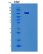 SDS-PAGE analysis of Human PCDHGC4 (Protocadherin Gamma-C4) - Recombinant Protein, showing >90% purity under 15% SDS-PAGE (Reduced)