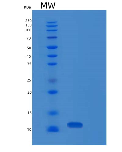 SDS-PAGE analysis of Human PDE6H (Retinal Cone Rhodopsin-Sensitive Cgmp 3',5'-Cyclic Phosphodiesterase Subunit Gamma) - Recombinant Protein, showing >85% purity under 15% SDS-PAGE (Reduced)