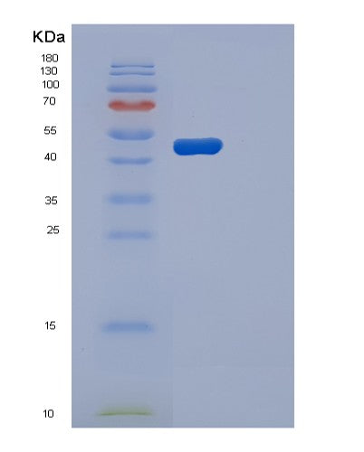 SDS-PAGE analysis of Human PGK2 (Phosphoglycerate Kinase 2) - Recombinant Protein, showing >90% purity under 15% SDS-PAGE (Reduced)