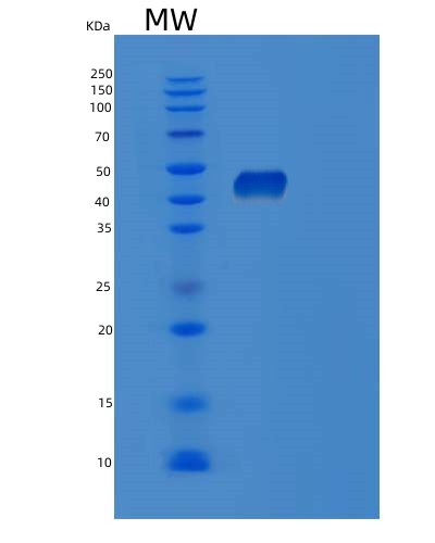 SDS-PAGE analysis of Human POFUT1 (Gdp-Fucose Protein O-Fucosyltransferase 1) - Recombinant Protein, showing >90% purity under 15% SDS-PAGE (Reduced)