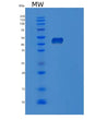 SDS-PAGE analysis of Human POFUT1 (Gdp-Fucose Protein O-Fucosyltransferase 1) - Recombinant Protein, showing >90% purity under 15% SDS-PAGE (Reduced)