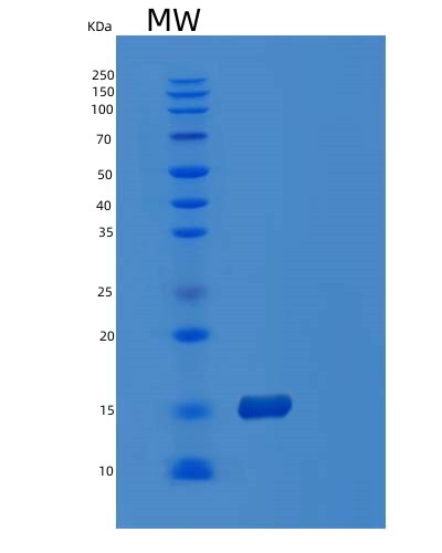 SDS-PAGE analysis of Human POLD4 (Dna Polymerase Delta Subunit 4) - Recombinant Protein, showing >90% purity under 15% SDS-PAGE (Reduced)