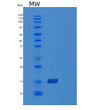 SDS-PAGE analysis of Human POLD4 (Dna Polymerase Delta Subunit 4) - Recombinant Protein, showing >90% purity under 15% SDS-PAGE (Reduced)