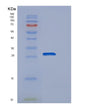 SDS-PAGE analysis of Human POLR2E (Dna-Directed Rna Polymerases I, Ii, And Iii Subunit Rpabc1) - Recombinant Protein, showing >90% purity under 15% SDS-PAGE (Reduced)