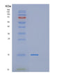 SDS-PAGE analysis of Human POLR2J (Dna-Directed Rna Polymerase Ii Subunit Rpb11-A) - Recombinant Protein, showing >85% purity under 15% SDS-PAGE (Reduced)