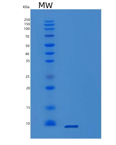 SDS-PAGE analysis of Human POLR2K (Dna-Directed Rna Polymerases I, Ii, And Iii Subunit Rpabc4) - Recombinant Protein, showing >85% purity under 15% SDS-PAGE (Reduced)