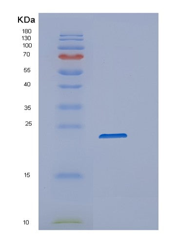 SDS-PAGE analysis of Mouse Ppib (Peptidyl-Prolyl Cis-Trans Isomerase B) - Recombinant Protein, showing >90% purity under 15% SDS-PAGE (Reduced)