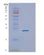 SDS-PAGE analysis of Mouse Ppib (Peptidyl-Prolyl Cis-Trans Isomerase B) - Recombinant Protein, showing >90% purity under 15% SDS-PAGE (Reduced)
