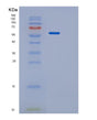 SDS-PAGE analysis of Human PPP3CA (Protein Phosphatase 3 Catalytic Subunit Alpha) - Recombinant Protein, showing >90% purity under 15% SDS-PAGE (Reduced)