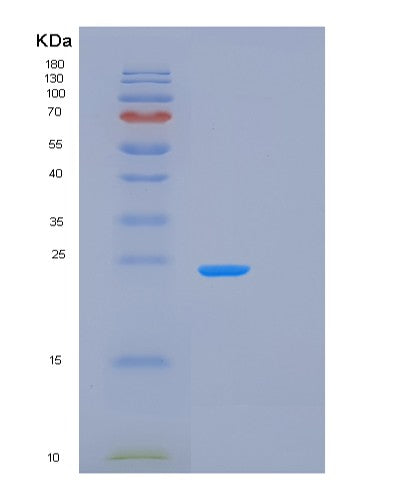 SDS-PAGE analysis of Mouse Prdx1 (Peroxiredoxin-1) - Recombinant Protein, showing >90% purity under 15% SDS-PAGE (Reduced)