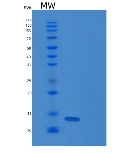 SDS-PAGE analysis of Human PTMS (Parathymosin) - Recombinant Protein, showing >85% purity under 15% SDS-PAGE (Reduced)