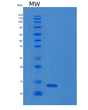 SDS-PAGE analysis of Human PTMS (Parathymosin) - Recombinant Protein, showing >85% purity under 15% SDS-PAGE (Reduced)