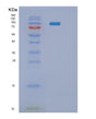 SDS-PAGE analysis of Human PYGL (Glycogen Phosphorylase, Liver Form) - Recombinant Protein, showing >90% purity under 15% SDS-PAGE (Reduced)