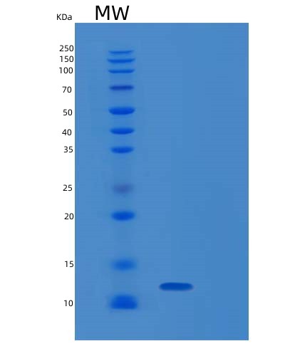 SDS-PAGE analysis of Human RAMP3 (Receptor Activity-Modifying Protein 3) - Recombinant Protein, showing >85% purity under 15% SDS-PAGE (Reduced)