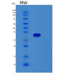 SDS-PAGE analysis of Human RCHY1 (Ring Finger And Chy Zinc Finger Domain-Containing Protein 1) - Recombinant Protein, showing >95% purity under 15% SDS-PAGE (Reduced)