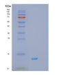 SDS-PAGE analysis of Human RXRA (Retinoic Acid Receptor Rxr-Alpha) - Recombinant Protein, showing >85% purity under 15% SDS-PAGE (Reduced)