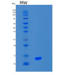 SDS-PAGE analysis of Human S100A2 (Protein S100-A2) - Recombinant Protein, showing >85% purity under 15% SDS-PAGE (Reduced)