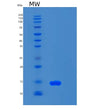 SDS-PAGE analysis of Human S100A3 (Protein S100-A3) - Recombinant Protein, showing >90% purity under 15% SDS-PAGE (Reduced)