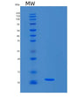 SDS-PAGE analysis of Mouse S100a8 (Protein S100-A8) - Recombinant Protein, showing >90% purity under 15% SDS-PAGE (Reduced)