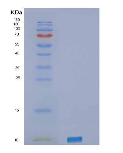 SDS-PAGE analysis of Human SELPLG (P-Selectin Glycoprotein Ligand 1) - Recombinant Protein, showing >95% purity under 15% SDS-PAGE (Reduced)