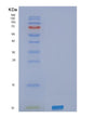 SDS-PAGE analysis of Human SELPLG (P-Selectin Glycoprotein Ligand 1) - Recombinant Protein, showing >95% purity under 15% SDS-PAGE (Reduced)