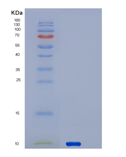 SDS-PAGE analysis of Human SERF2 (Small Edrk-Rich Factor 2) - Recombinant Protein, showing >95% purity under 15% SDS-PAGE (Reduced)