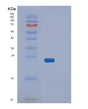 SDS-PAGE analysis of Human SLAMF7 (Slam Family Member 7) - Recombinant Protein, showing >85% purity under 15% SDS-PAGE (Reduced)