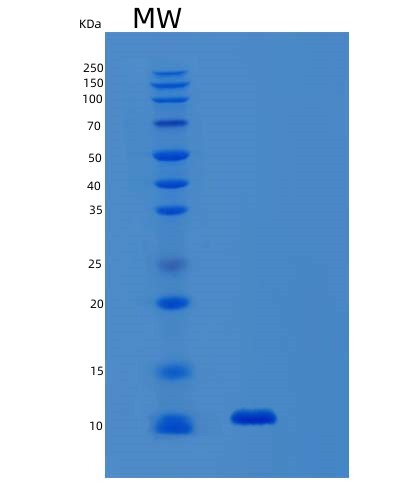SDS-PAGE analysis of Human SNRPE (Small Nuclear Ribonucleoprotein E) - Recombinant Protein, showing >90% purity under 15% SDS-PAGE (Reduced)