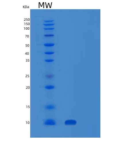 SDS-PAGE analysis of Human SUMO1 (Small Ubiquitin-Related Modifier 1) - Recombinant Protein, showing >95% purity under 15% SDS-PAGE (Reduced)