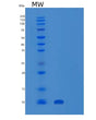 SDS-PAGE analysis of Human SUMO1 (Small Ubiquitin-Related Modifier 1) - Recombinant Protein, showing >95% purity under 15% SDS-PAGE (Reduced)