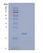 SDS-PAGE analysis of Mouse Tnf (Tumor Necrosis Factor) - Recombinant Protein, showing >90% purity under 15% SDS-PAGE (Reduced)