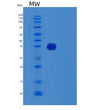 SDS-PAGE analysis of Human TTC1 (Tetratricopeptide Repeat Protein 1) - Recombinant Protein, showing >85% purity under 15% SDS-PAGE (Reduced)