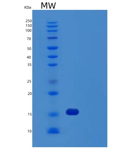SDS-PAGE analysis of Human FIS1 (Mitochondrial Fission 1 Protein) - Recombinant Protein, showing >95% purity under 15% SDS-PAGE (Reduced)