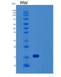 SDS-PAGE analysis of Human FIS1 (Mitochondrial Fission 1 Protein) - Recombinant Protein, showing >95% purity under 15% SDS-PAGE (Reduced)