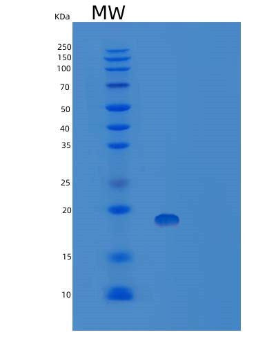SDS-PAGE analysis of Human TNF (Tumor Necrosis Factor) - Recombinant Protein, CAT# BLT-08406P showing >95% purity under 15% SDS-PAGE (Reduced)