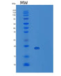 SDS-PAGE analysis of Human TNF (Tumor Necrosis Factor) - Recombinant Protein, CAT# BLT-08406P showing >95% purity under 15% SDS-PAGE (Reduced)