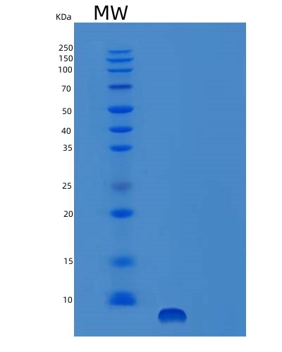 SDS-PAGE analysis of Mouse Egf (Pro-Epidermal Growth Factor) - Recombinant Protein, showing >95% purity under 15% SDS-PAGE (Reduced)