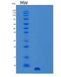 SDS-PAGE analysis of Mouse Egf (Pro-Epidermal Growth Factor) - Recombinant Protein, showing >95% purity under 15% SDS-PAGE (Reduced)