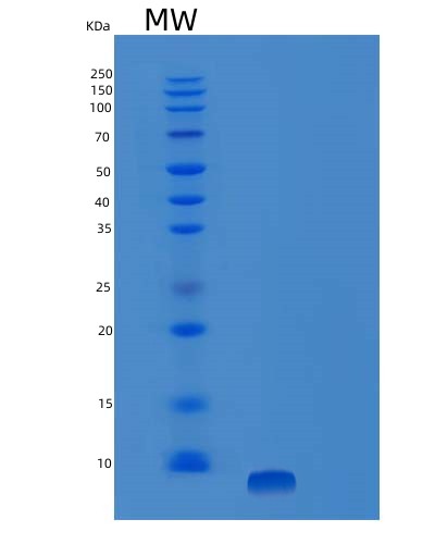 SDS-PAGE analysis of Human IGF1 (Insulin-Like Growth Factor 1) - Recombinant Protein, showing >95% purity under 15% SDS-PAGE (Reduced)